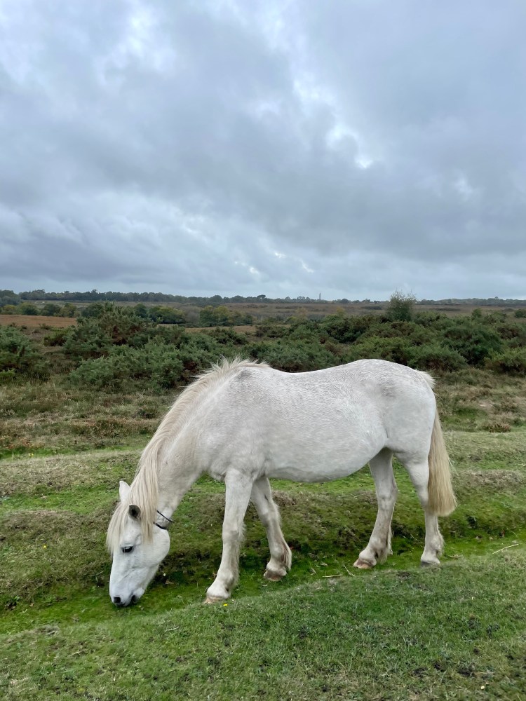 The ponies roam freely around the New Forest and we spotted tons on our weekend away
